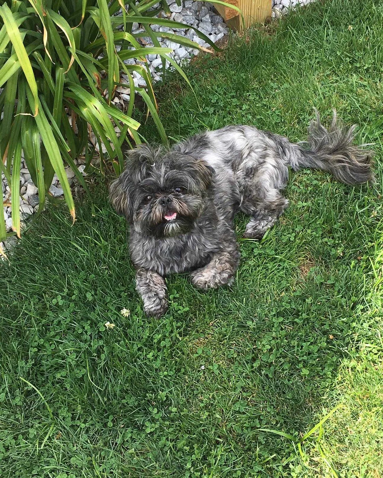Lost dog in Buffalo, NY, 14217