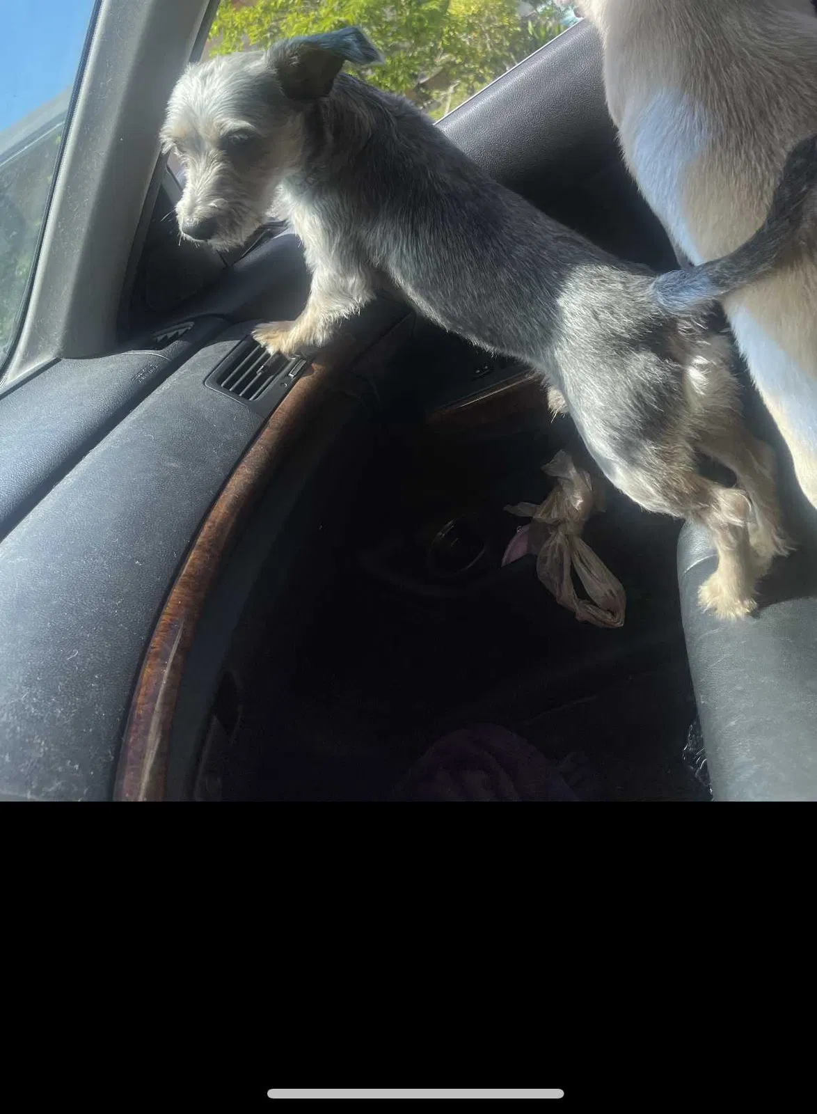 Lost dog in Fort Lauderdale, FL, 33319