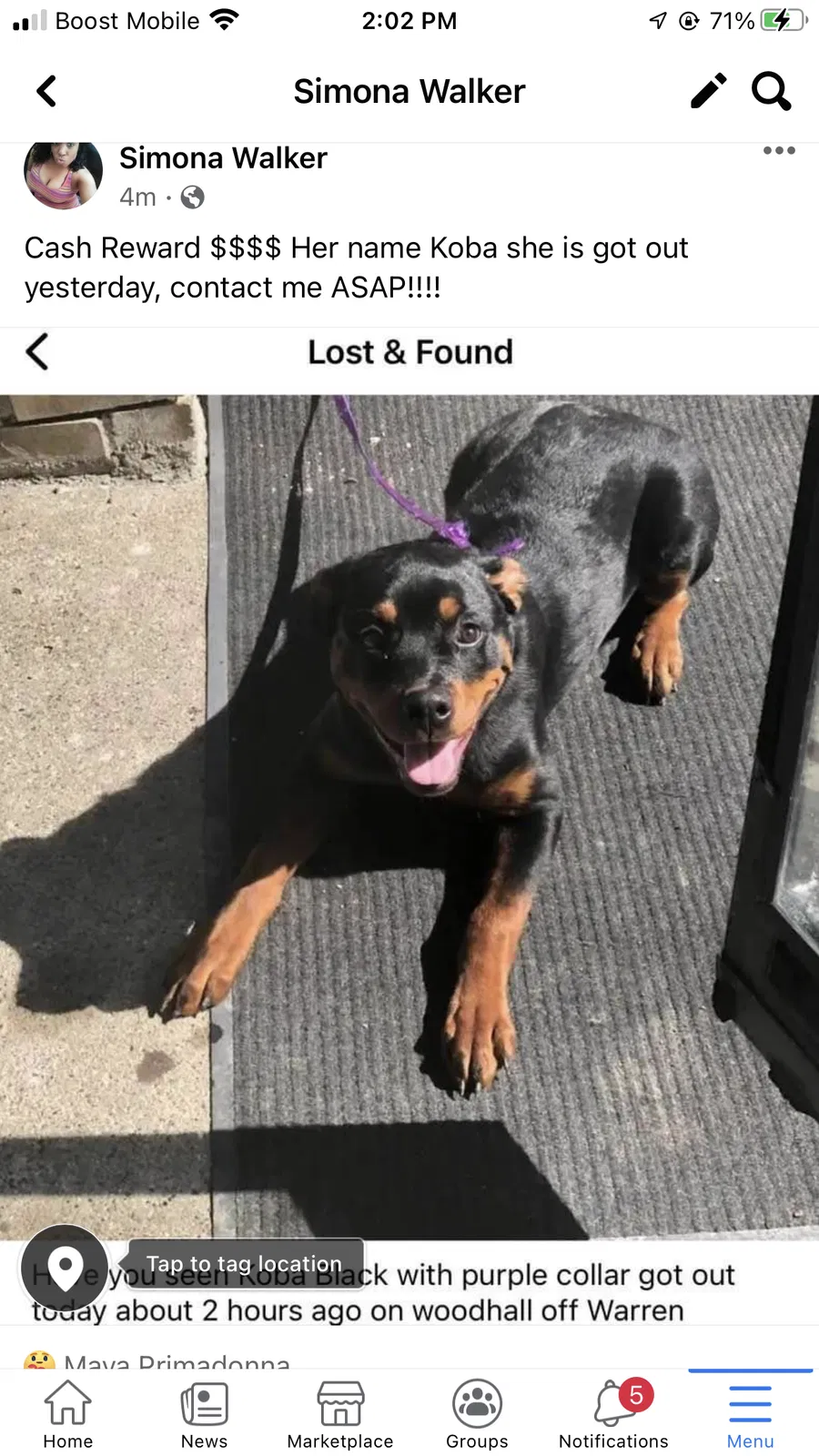 Lost dog in Detroit, MI, 48224