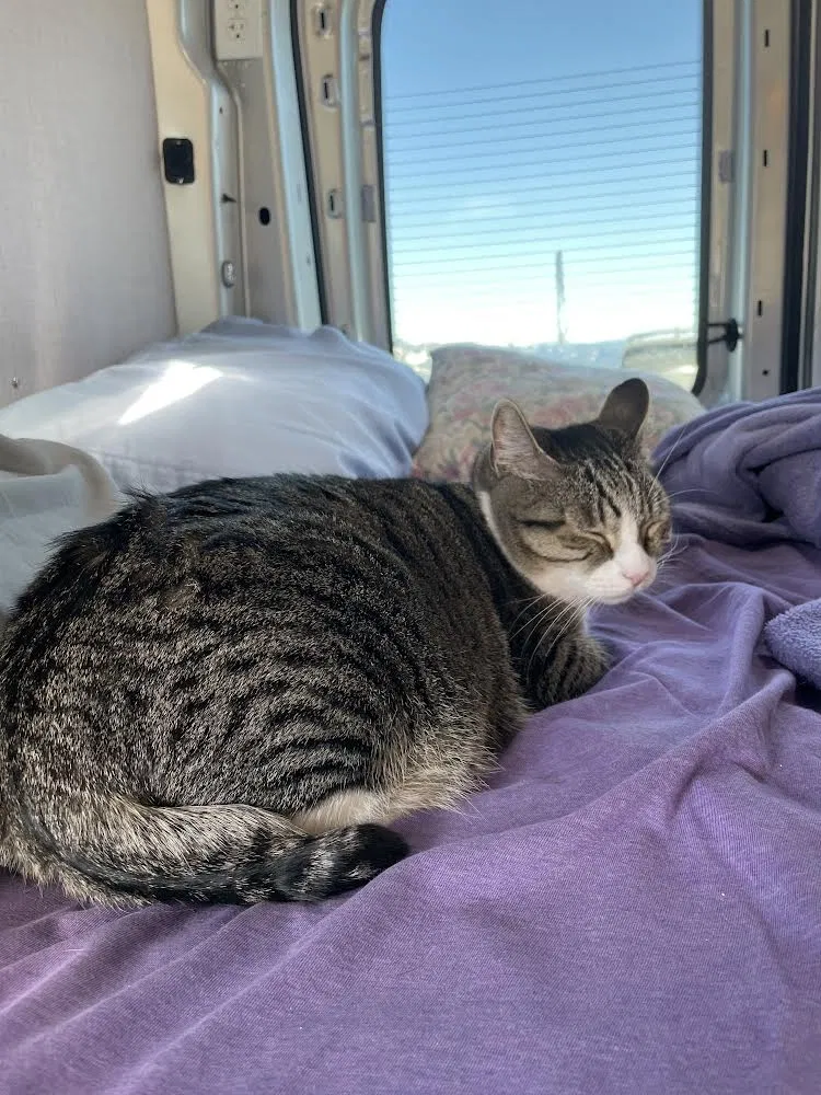 Lost cat in Yamhill, OR, 97148