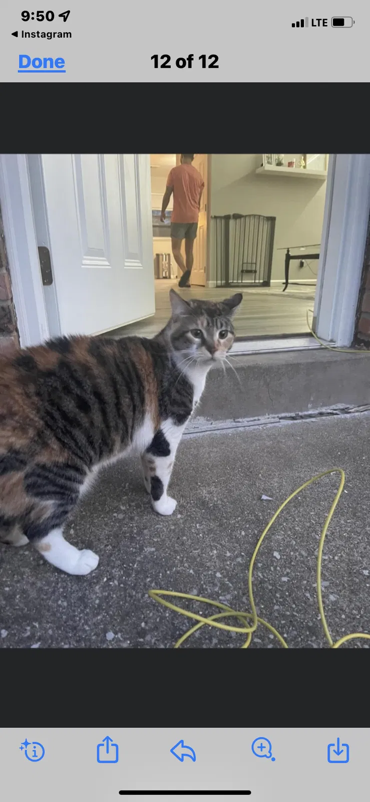 Lost cat in O Fallon, IL, 62269