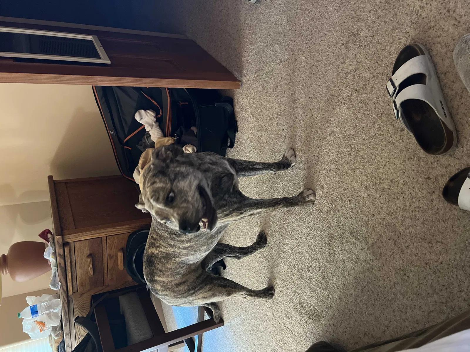 Lost dog in Santa Fe, NM, 87506