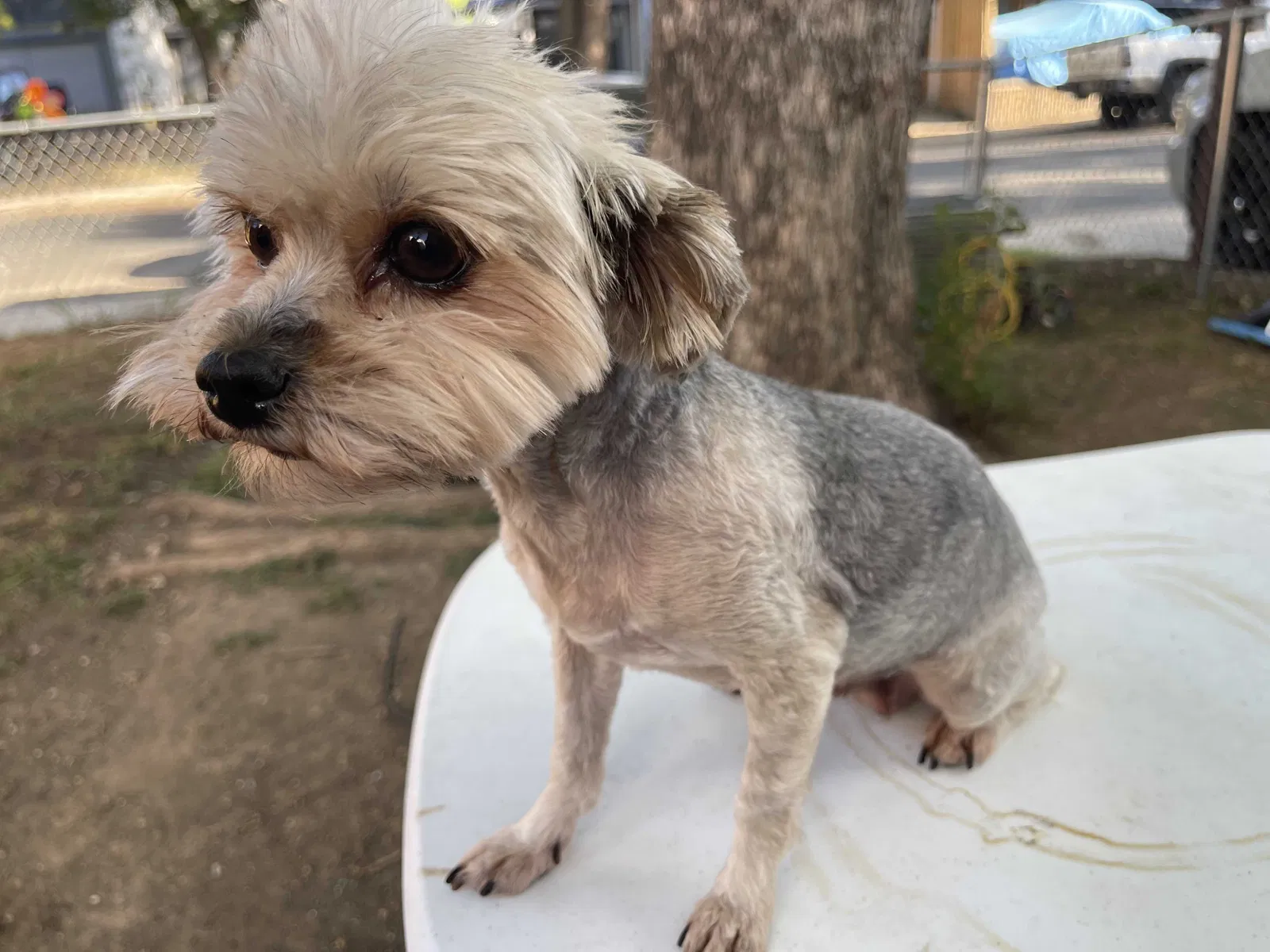 Lost dog in San Antonio, TX, 78245