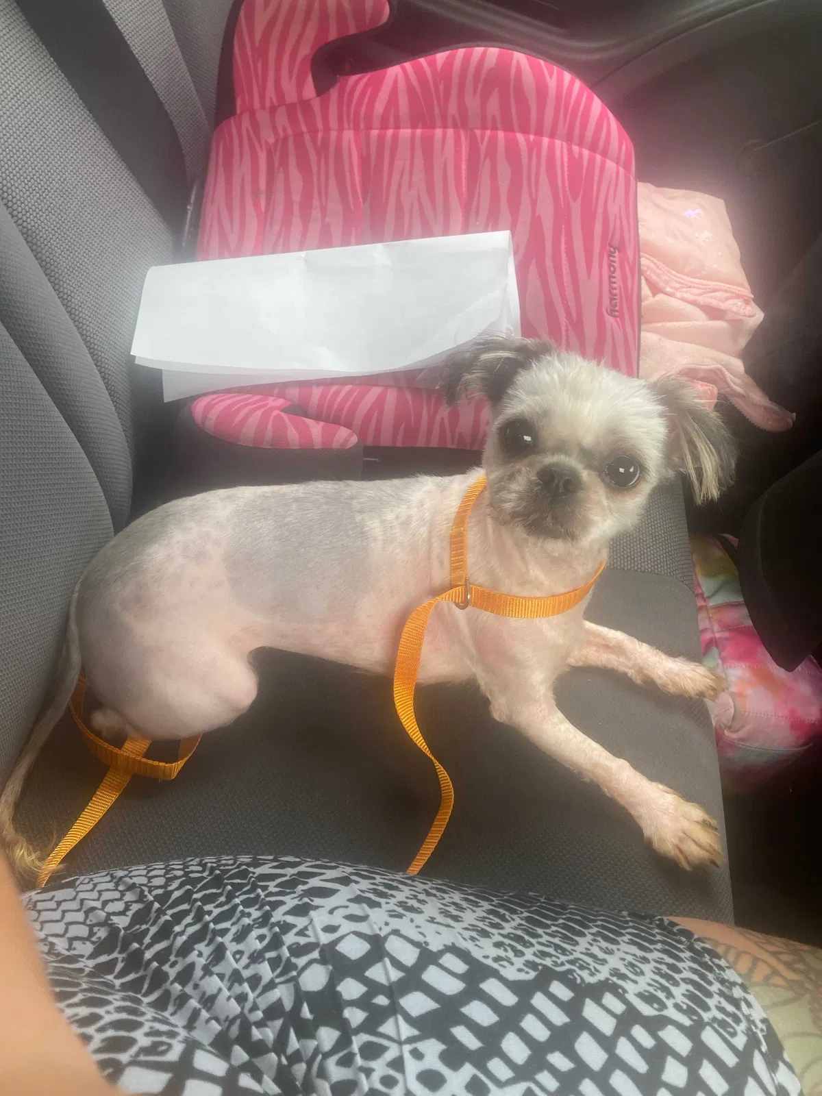 Lost dog in Cleveland, OH, 44102