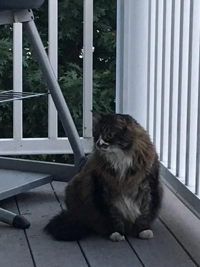Lost cat in Duxbury, MA, 2332