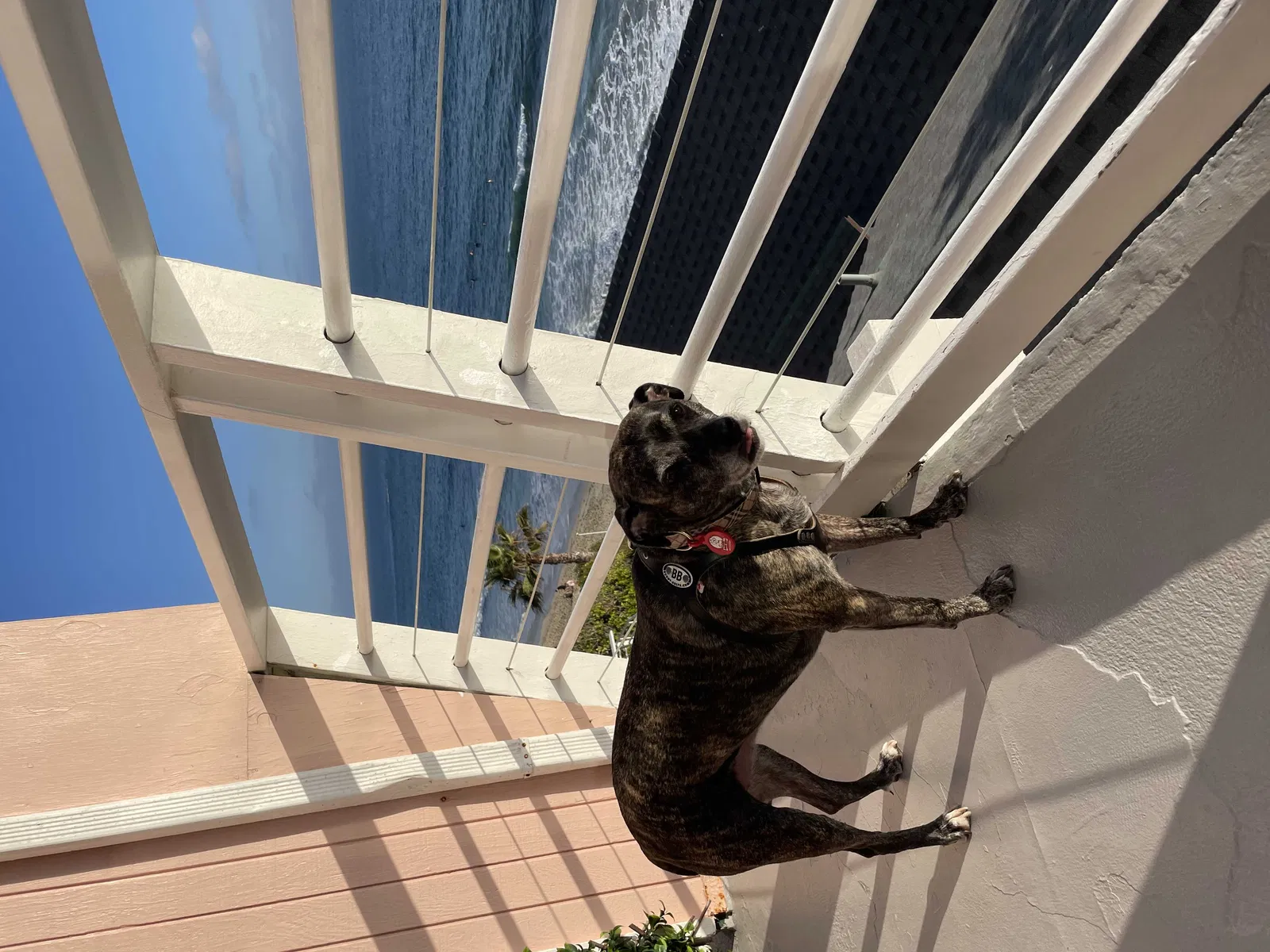 Lost dog in Laguna Beach, CA, 92651