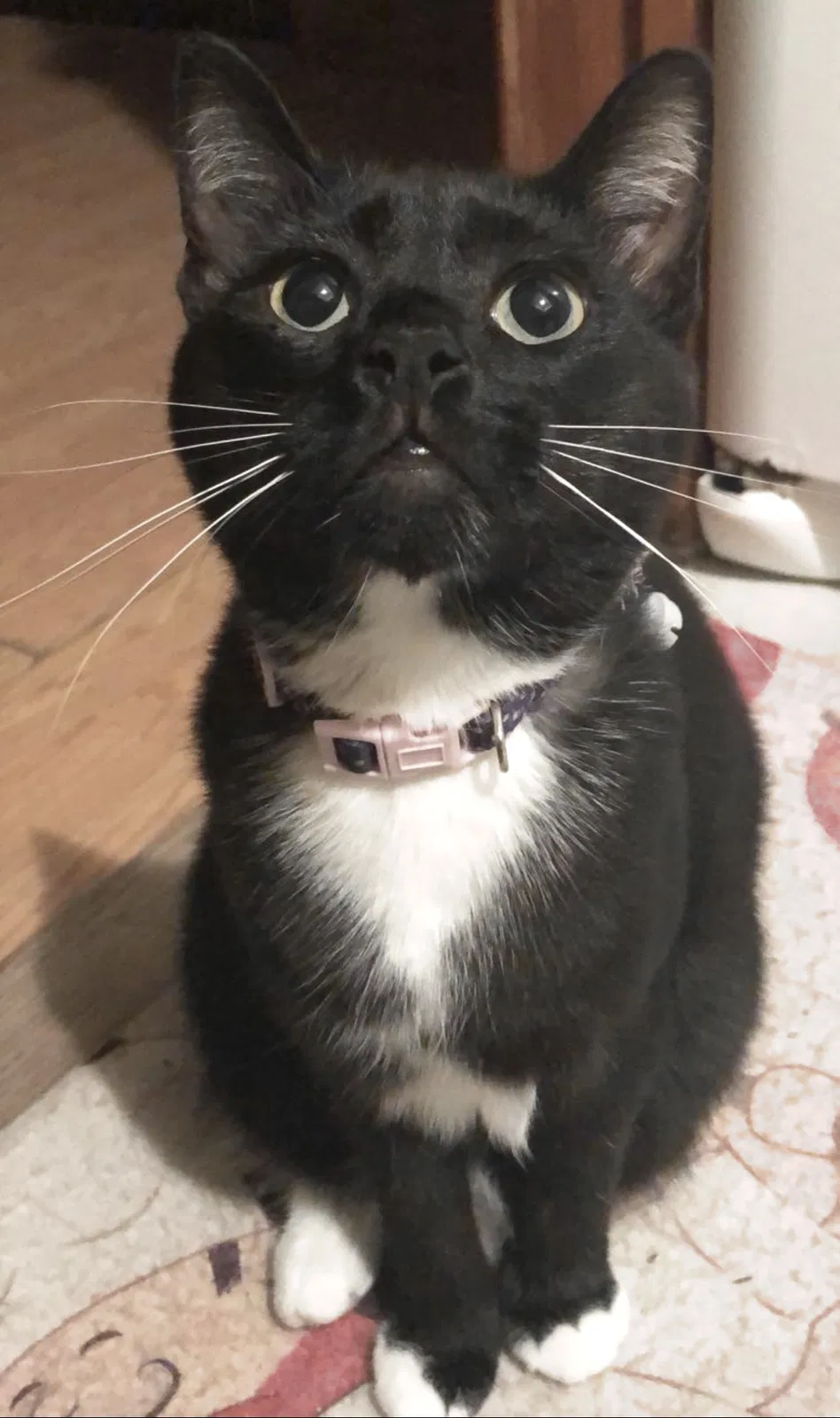 Lost cat in Ocoee, FL, 34761