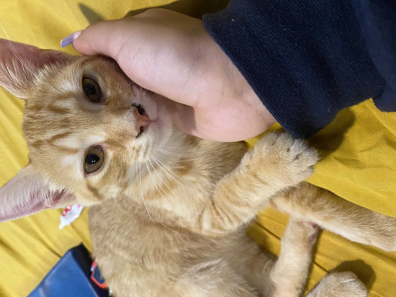Lost cat in Perth Amboy, NJ, 8861