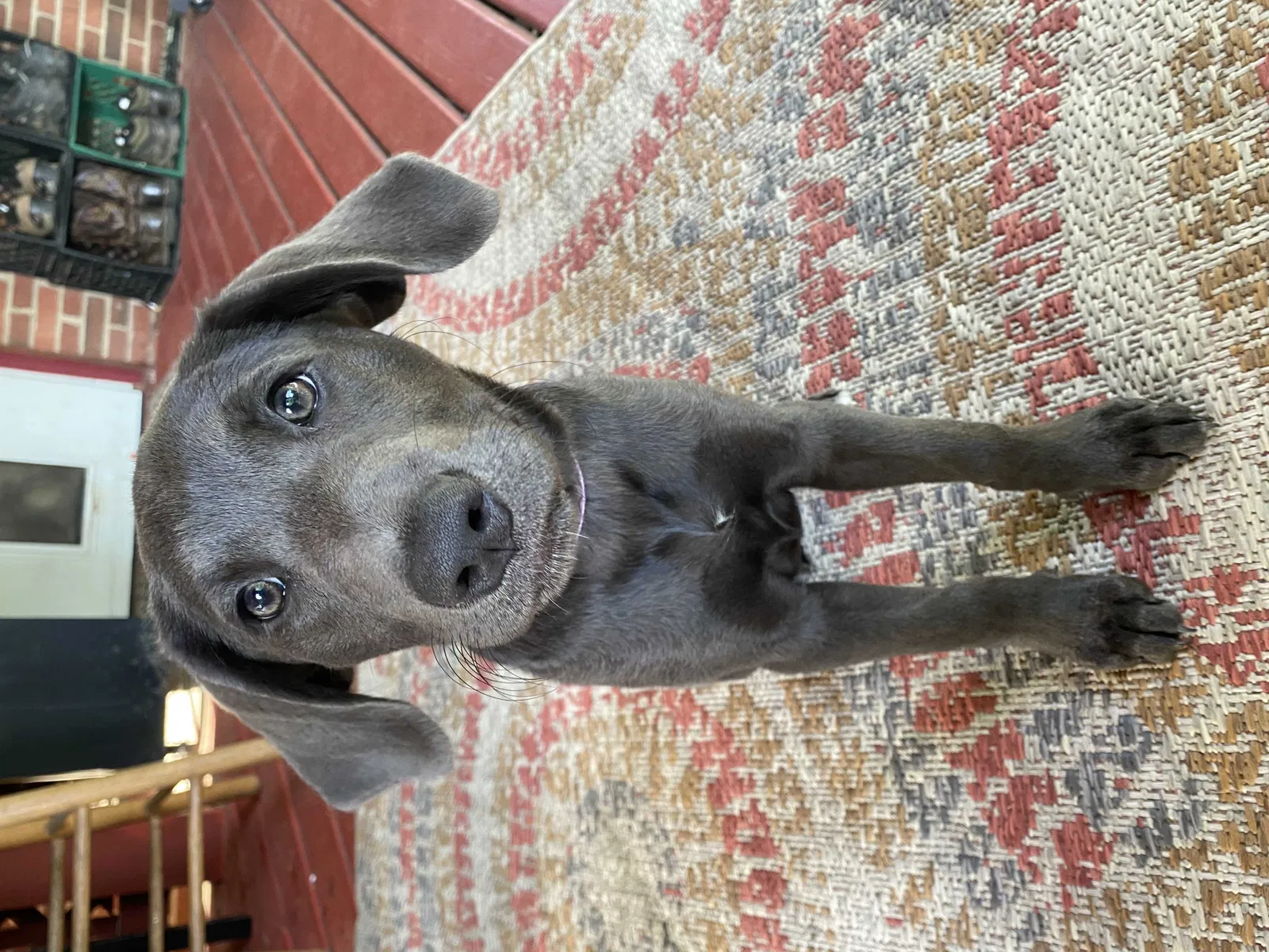 Lost dog in Disputanta, VA, 23842