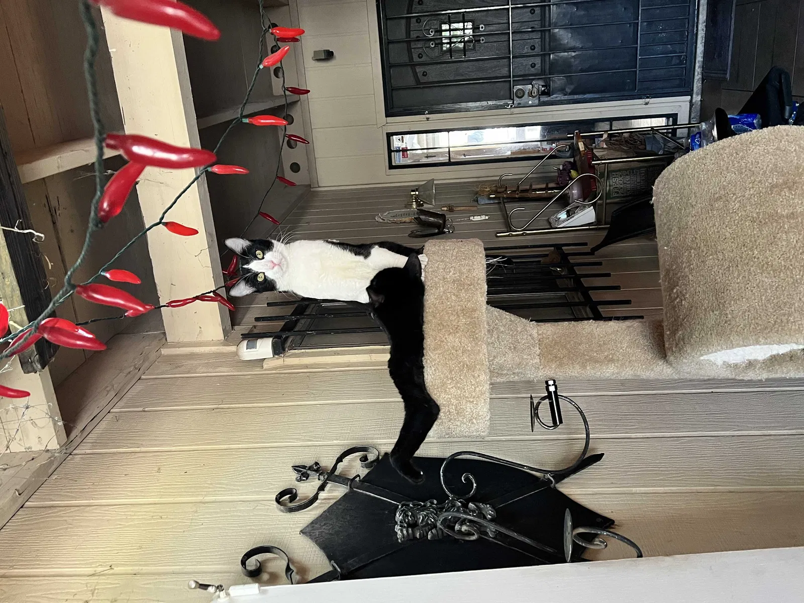 Lost cat in Tucson, AZ, 85741