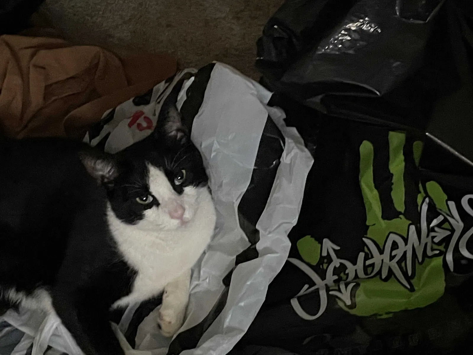 Lost cat in Norcross, GA, 30071