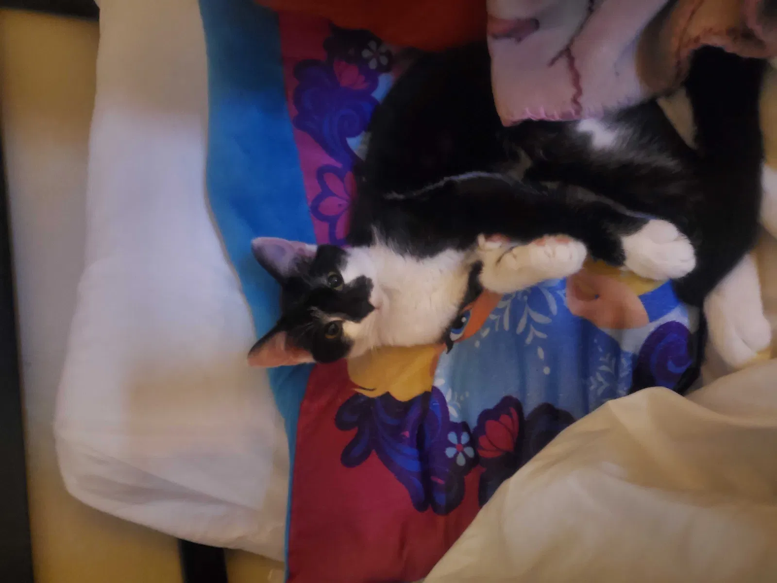 Lost cat in Gainesville, GA, 30507