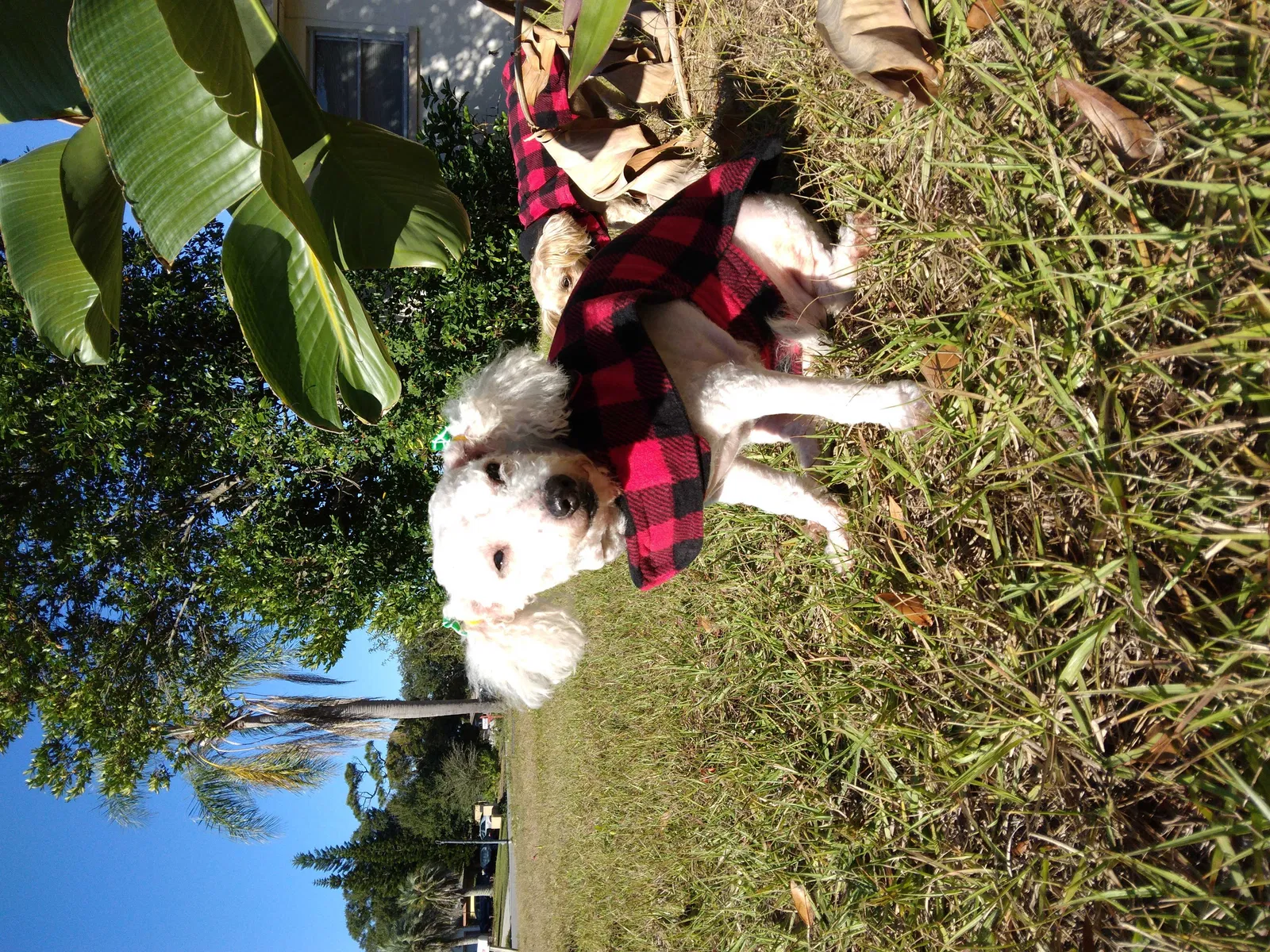 Lost dog in Clearwater, FL, 33755