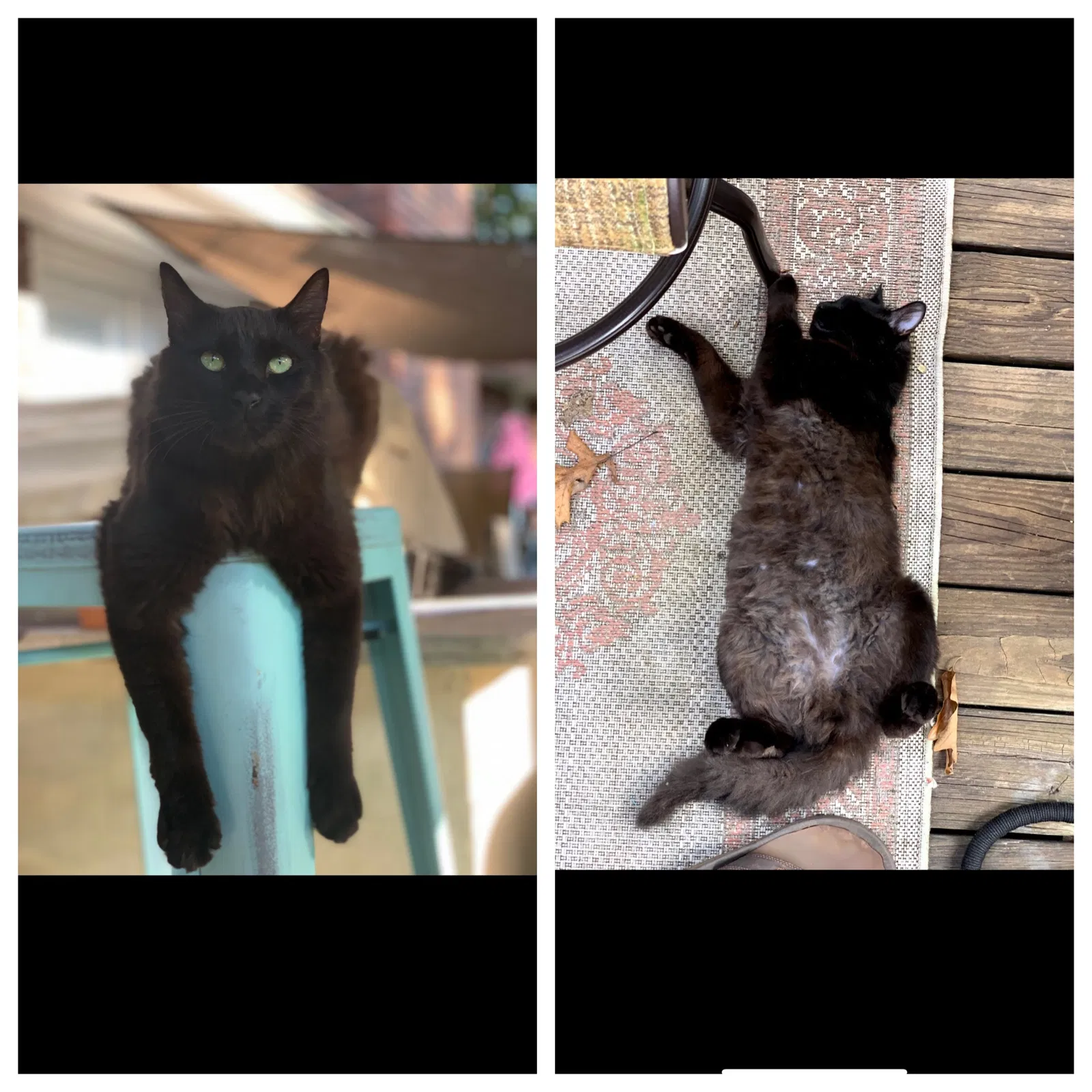 Lost cat in Marietta, GA, 30066