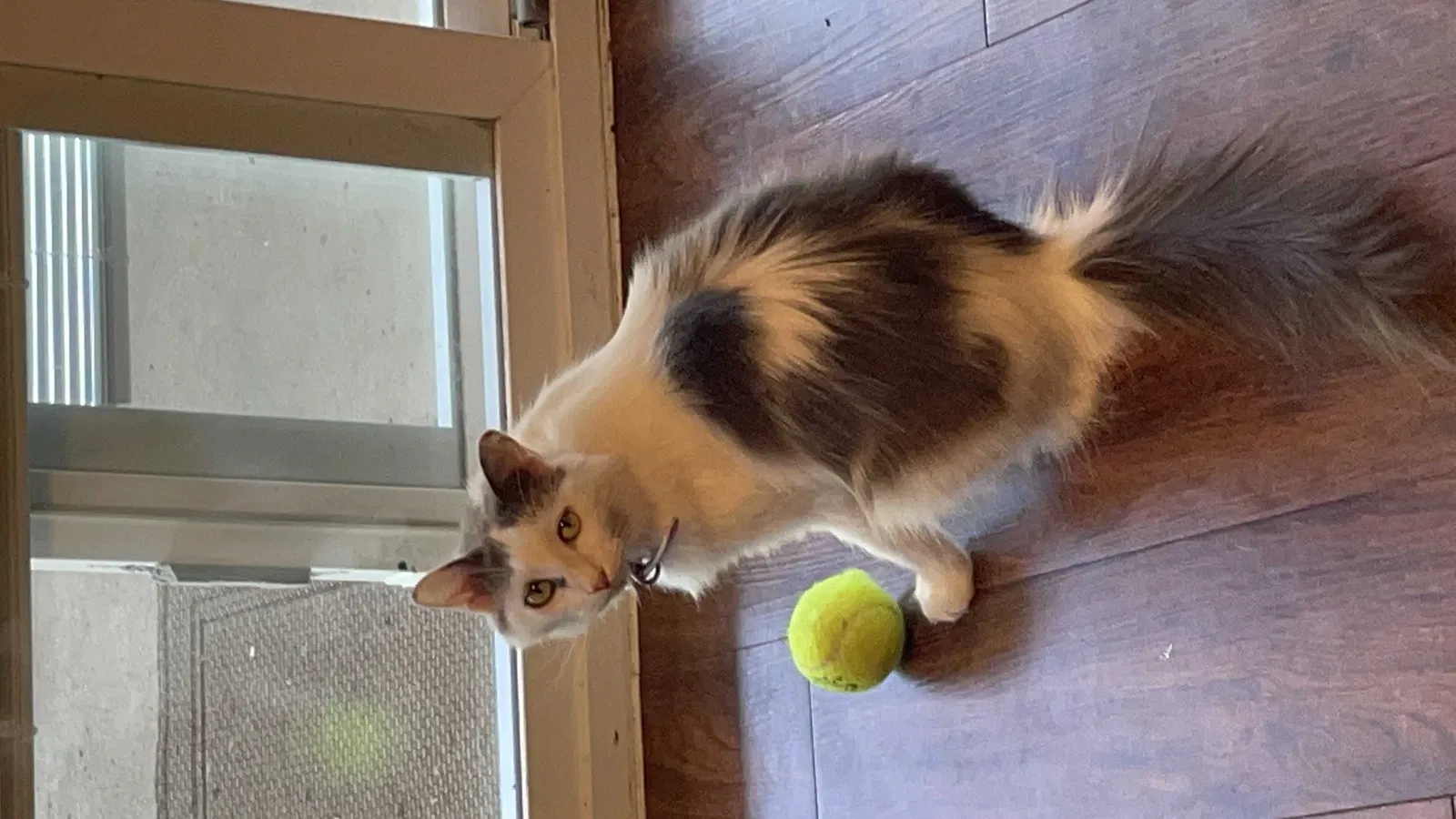 Lost cat in Cibolo, TX, 78108