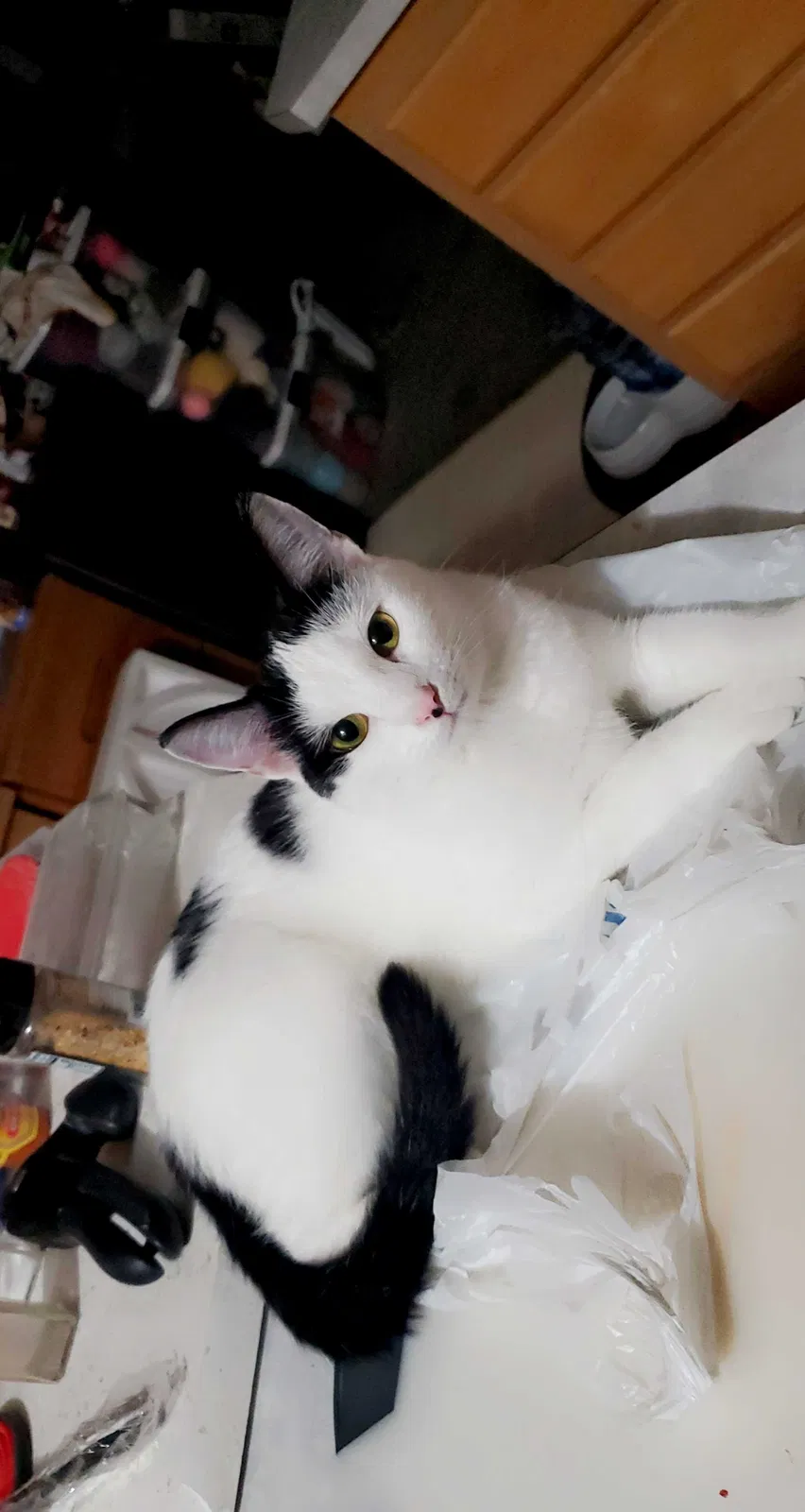 Lost cat in Dallas, OR, 97338