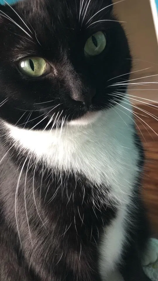 Lost cat in San Marcos, CA, 92069