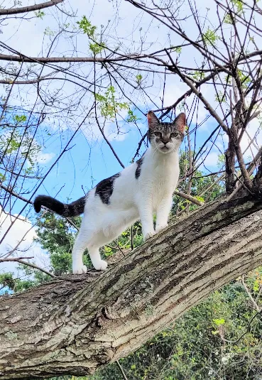 Lost cat in Montverde, FL, 34756