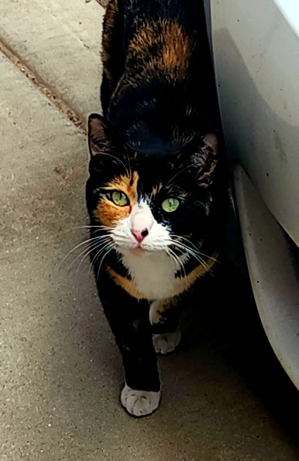 Found cat in Albuquerque, NM, 87107