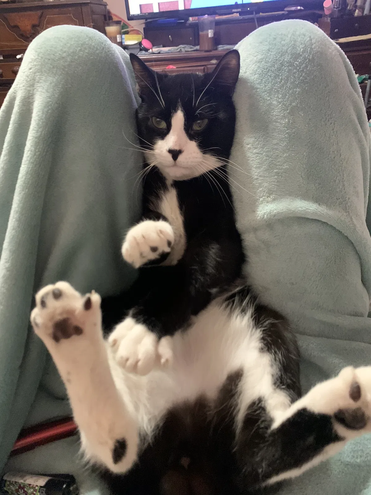 Lost cat in High Point, NC, 27263