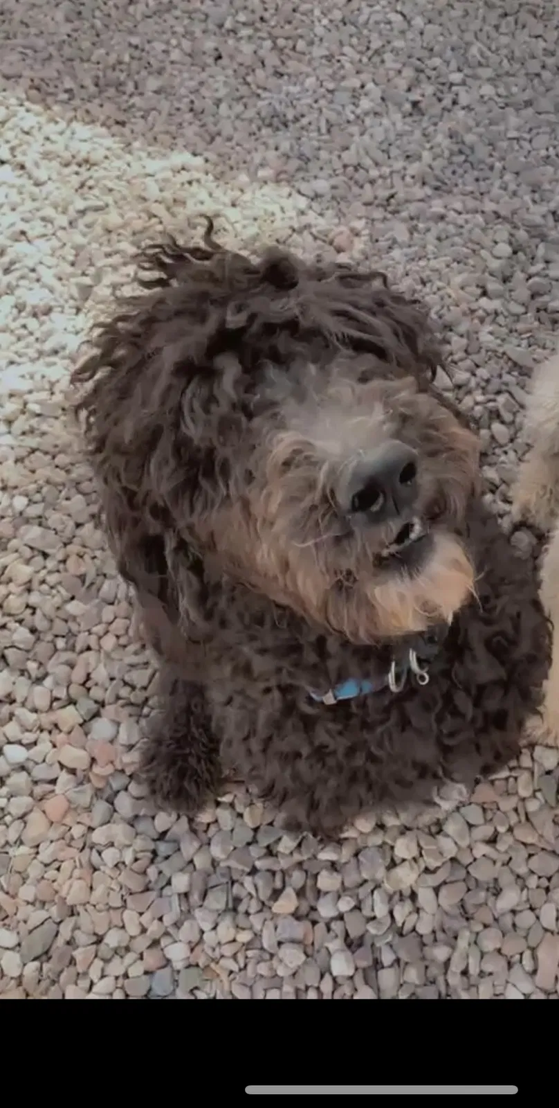 Lost dog in Tucson, AZ, 85714