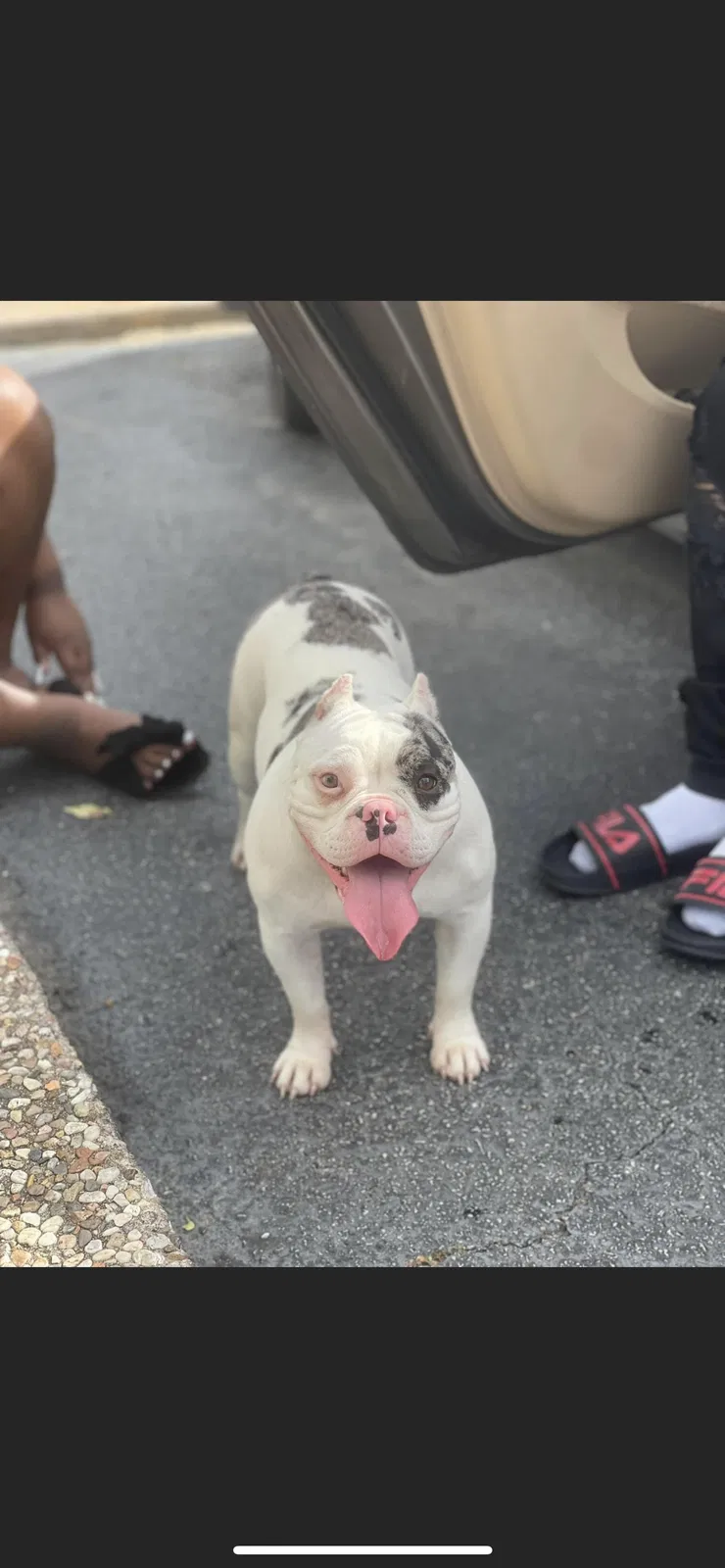 Lost dog in Houston, TX, 77051