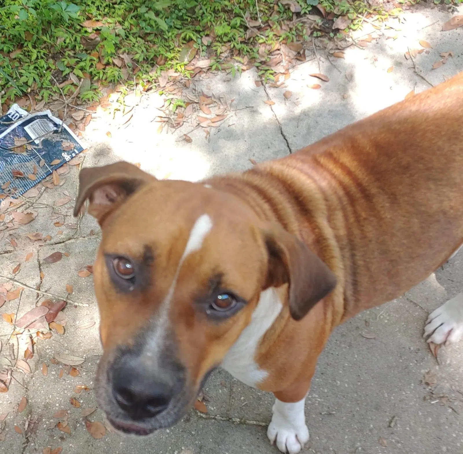 Found dog in Citra, FL, 32113