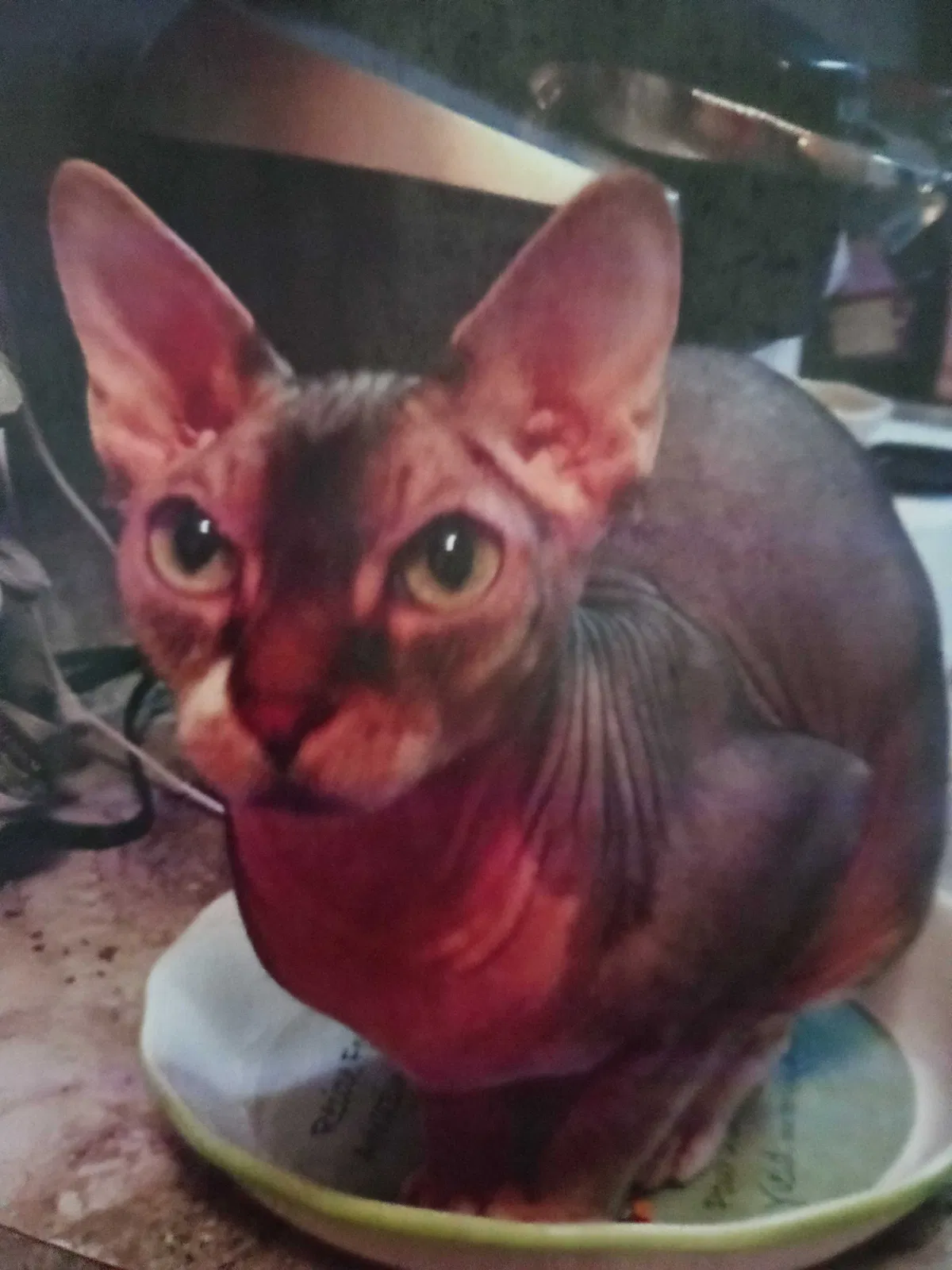Lost cat in Seattle, WA, 98168