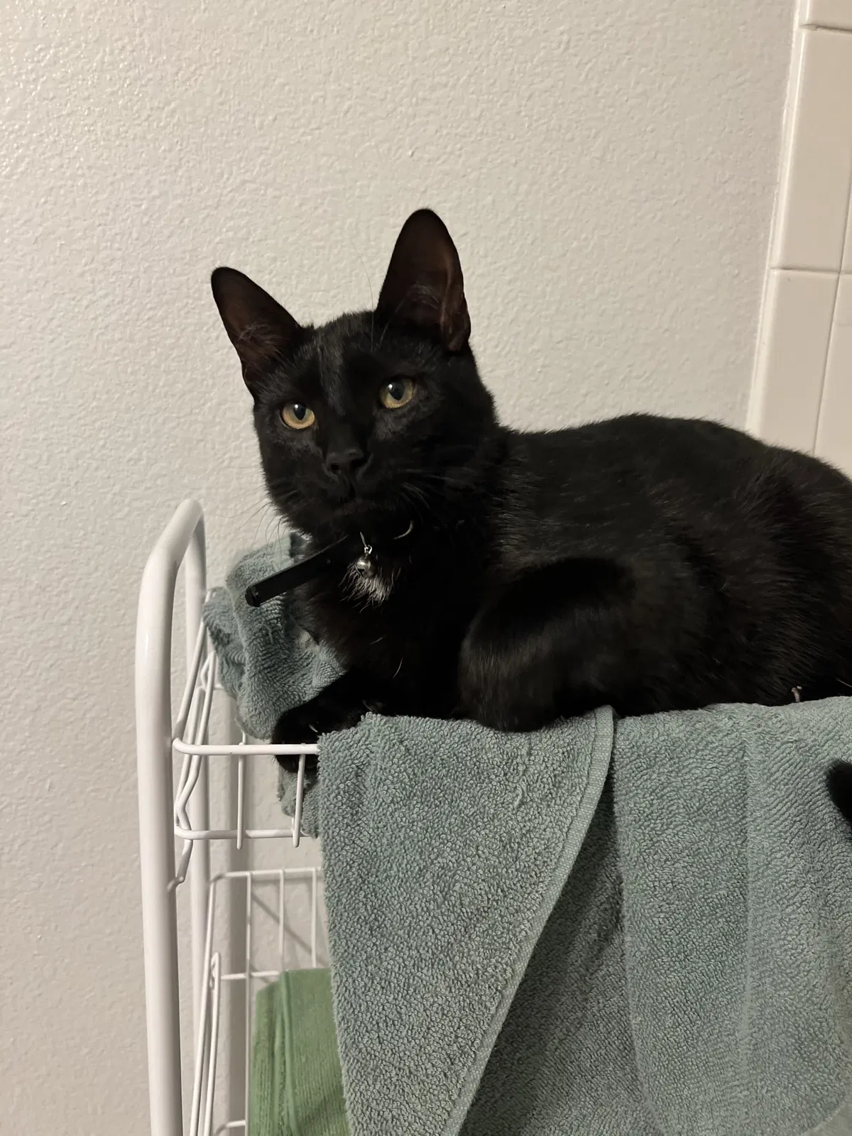 Lost cat in San Marcos, TX, 78666