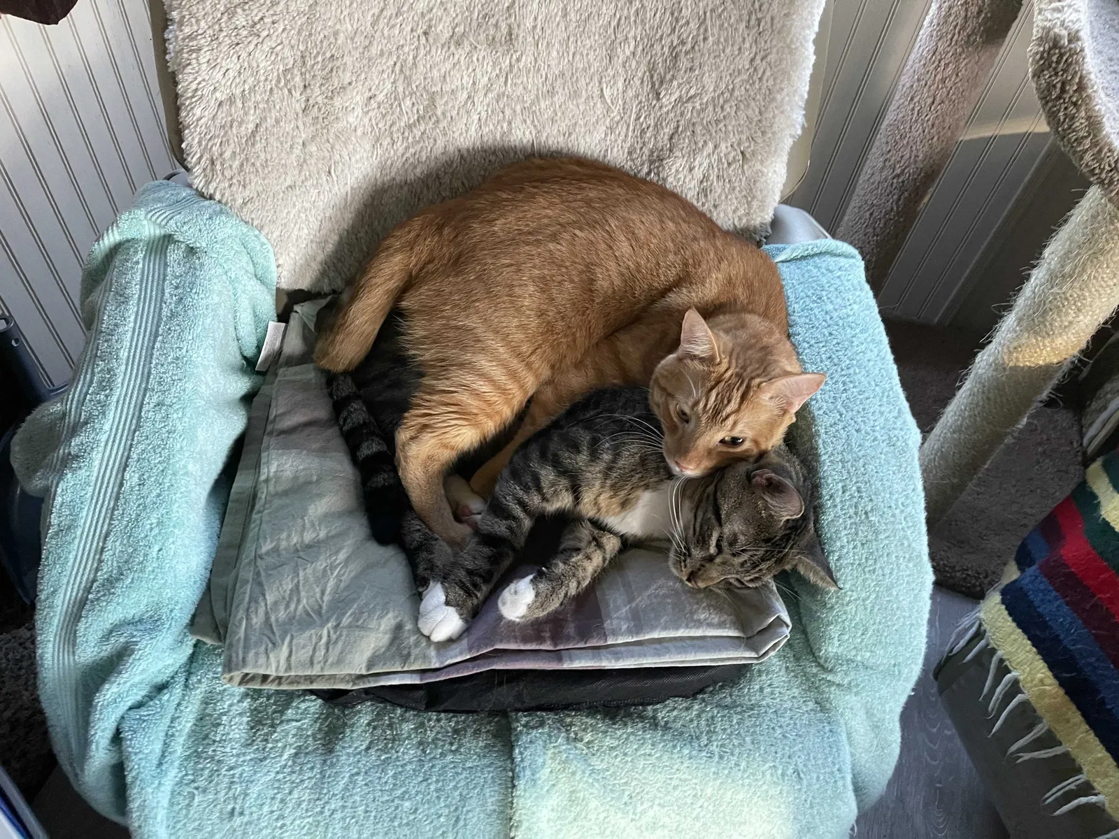 Lost cat in Live Oak, FL, 32060