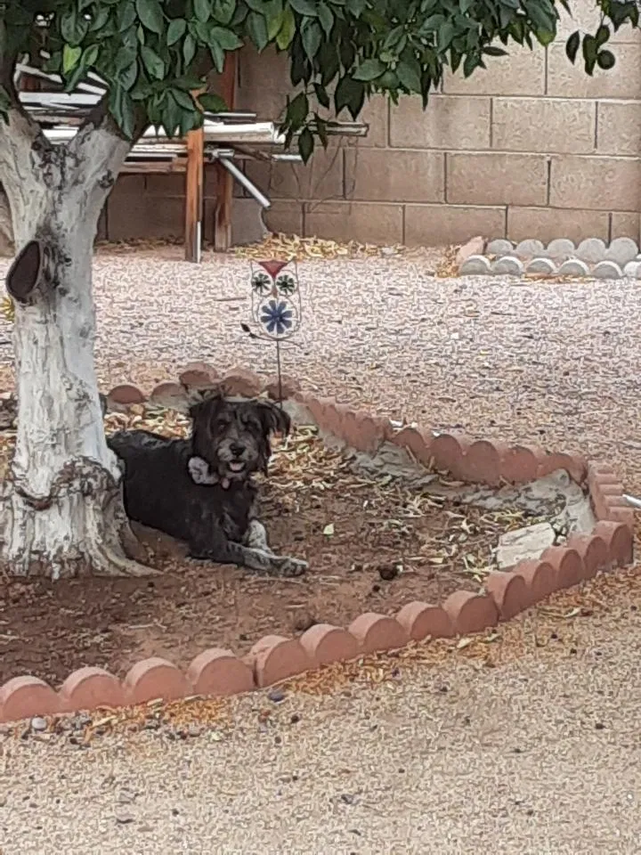 Found dog in Glendale, AZ, 85306