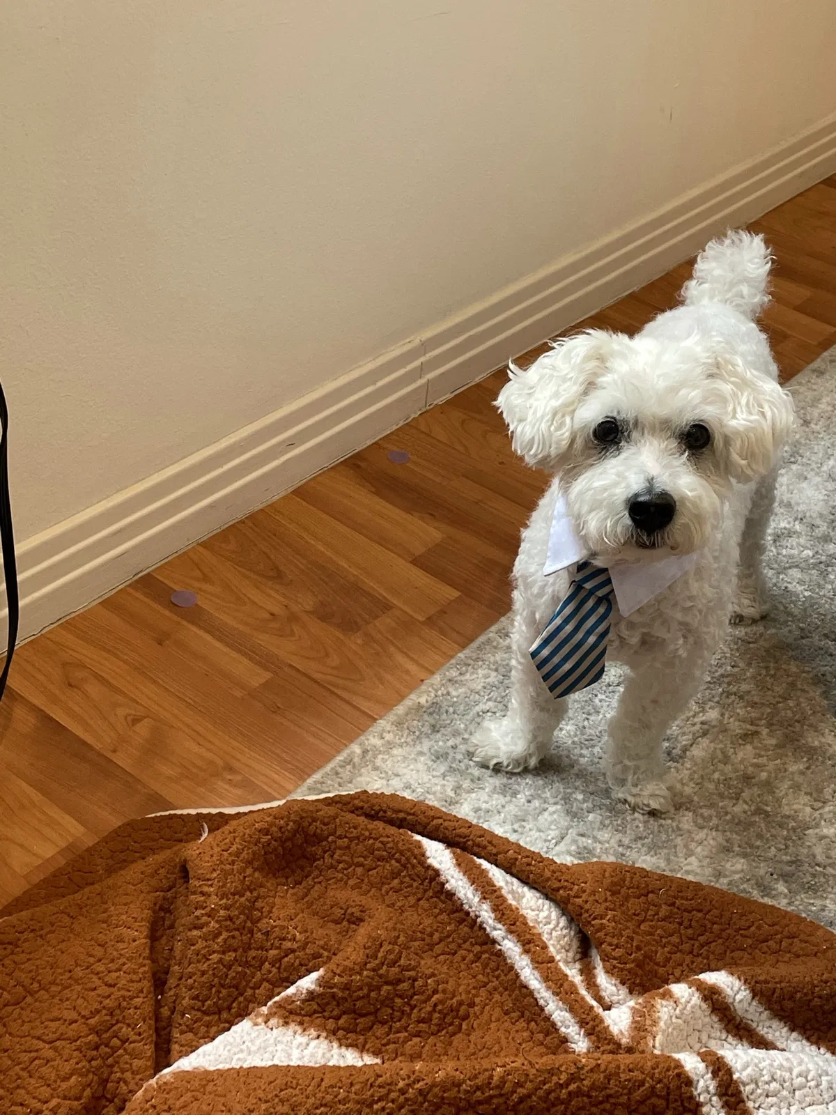Lost dog in Pflugerville, TX, 78660