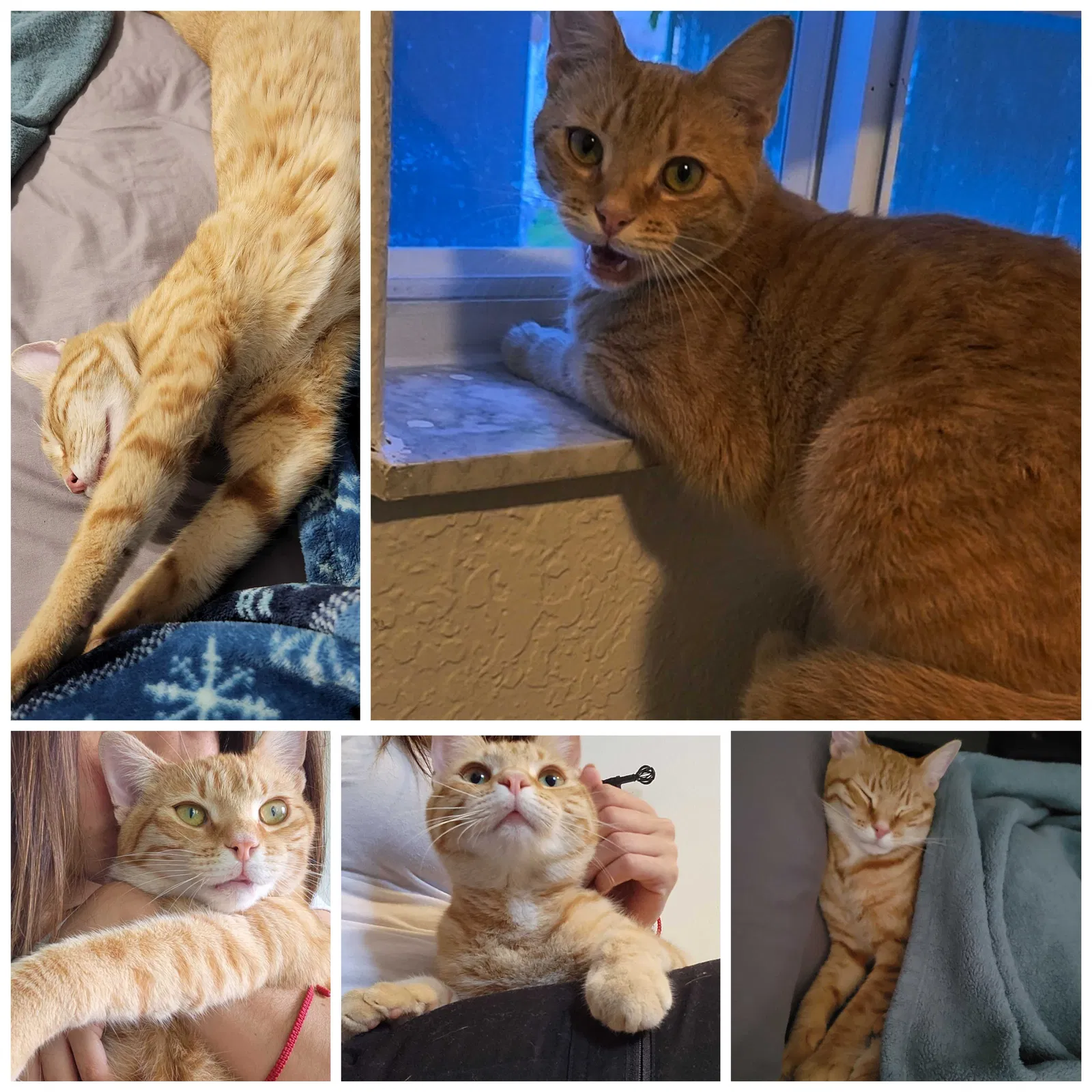 Lost cat in Homestead, FL, 33033