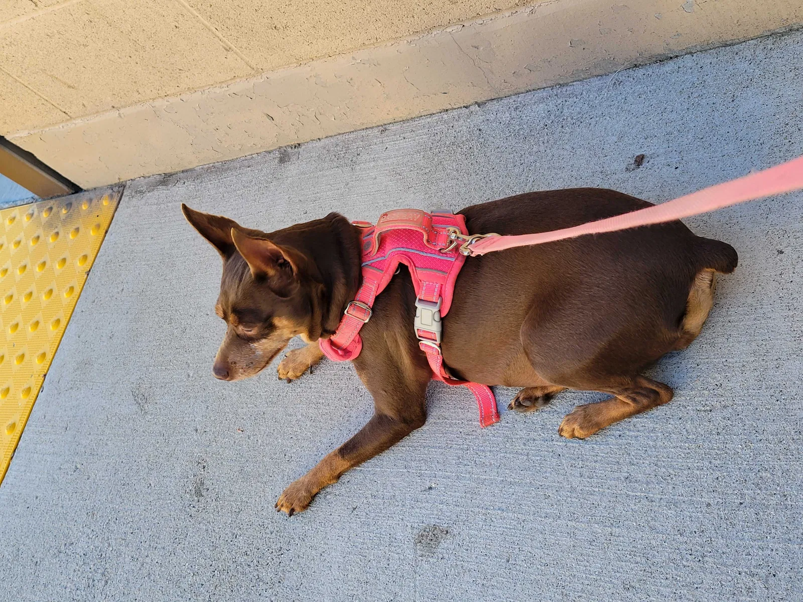 Lost dog in Bakersfield, CA, 93309