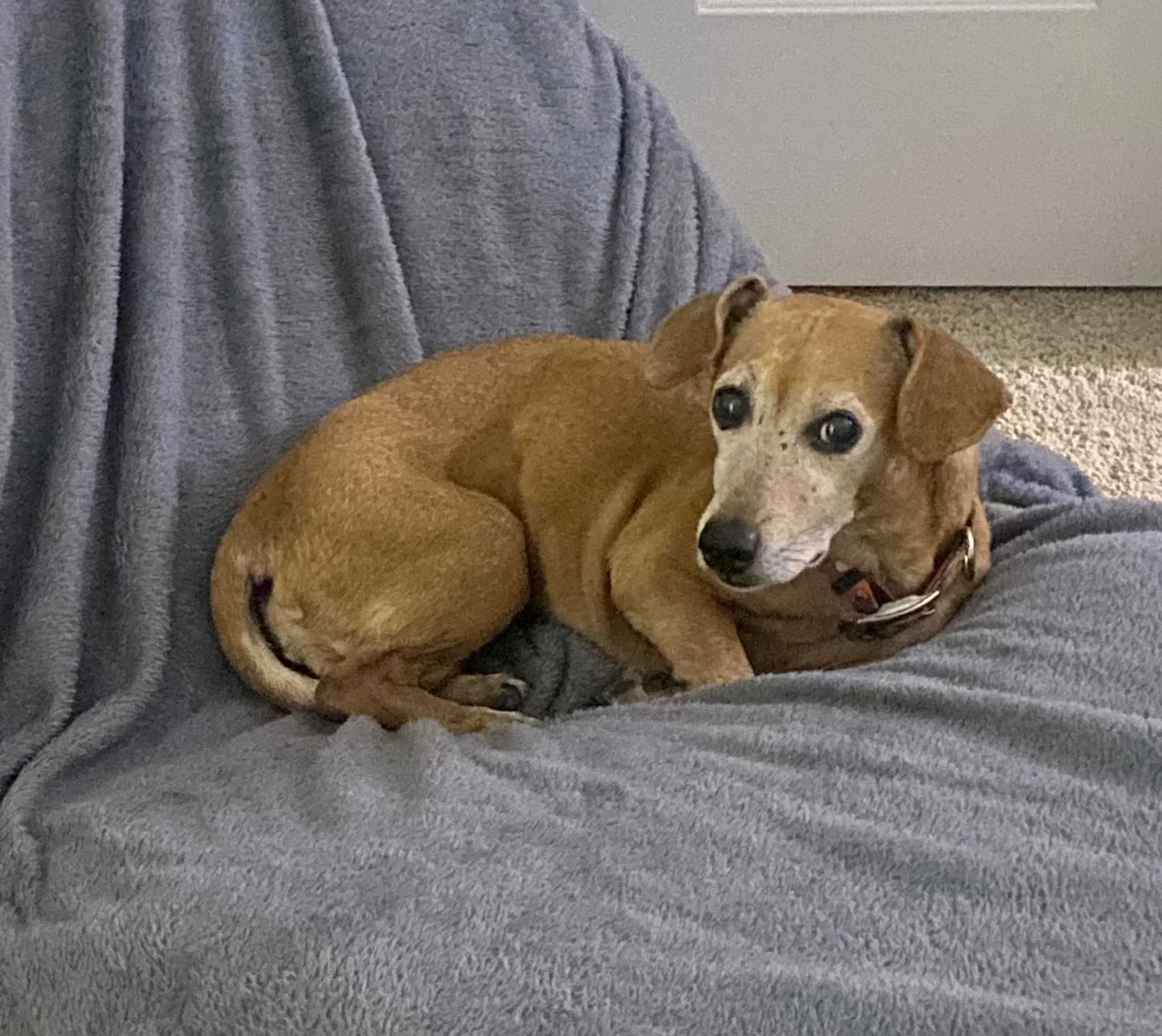 Found dog in Hiram, GA, 30141