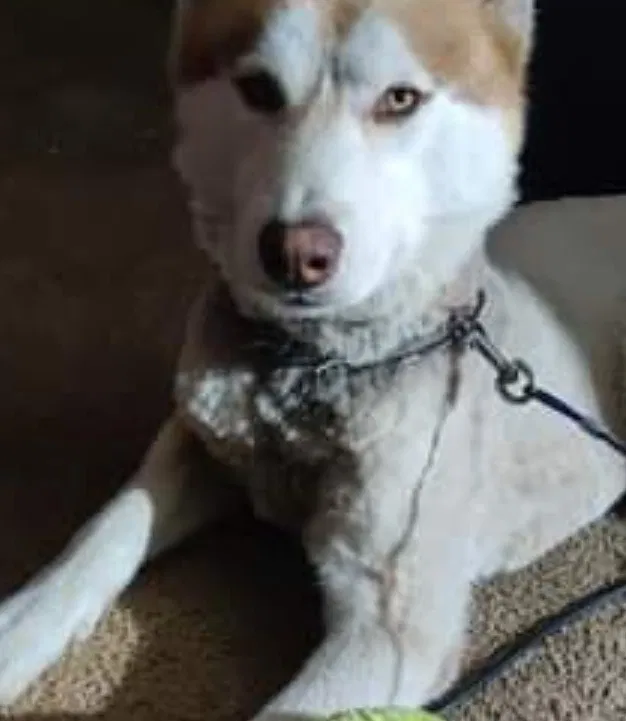 Lost dog in Gardena, CA, 90248