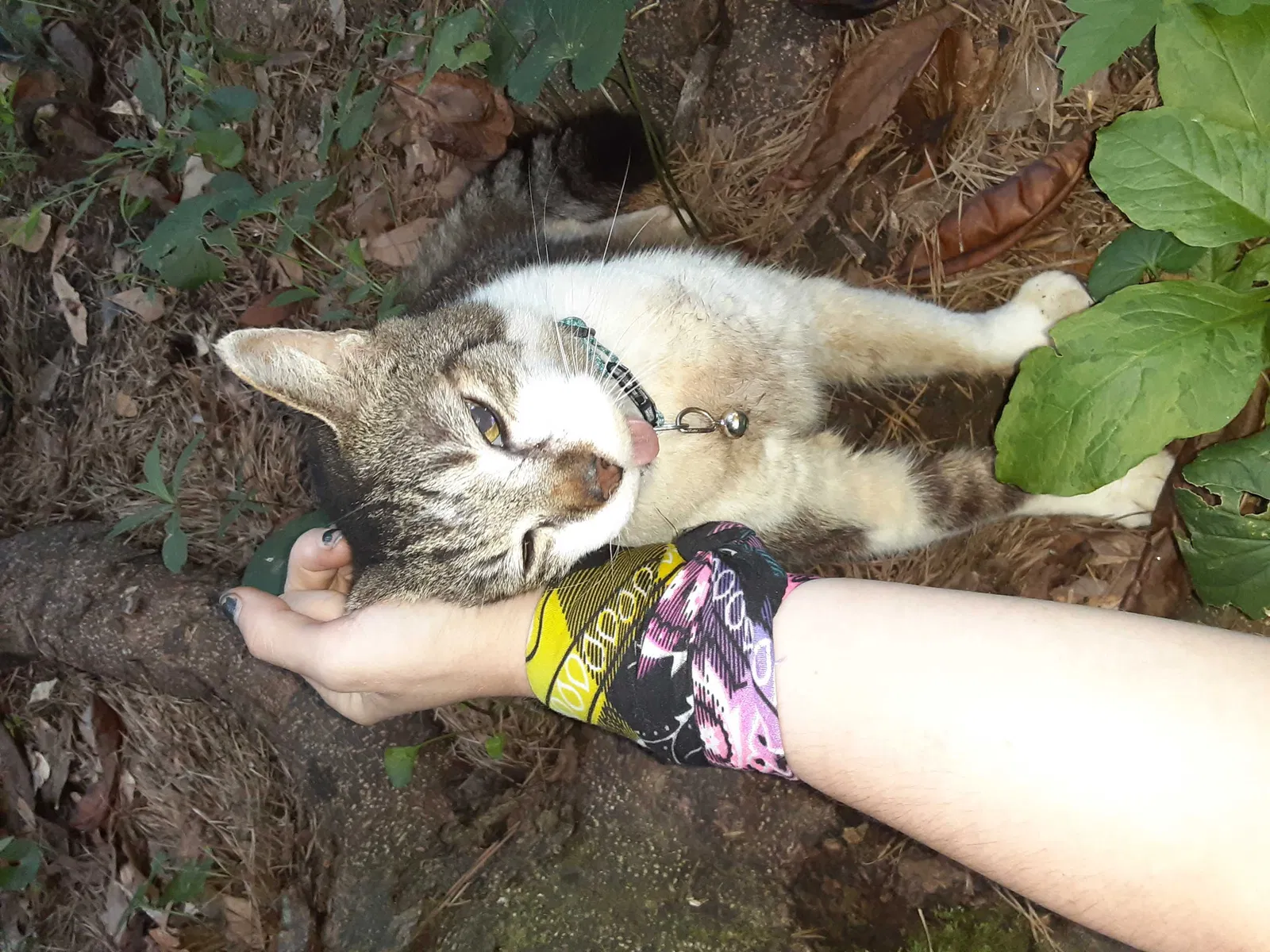 Lost cat in Bremen, GA, 30110