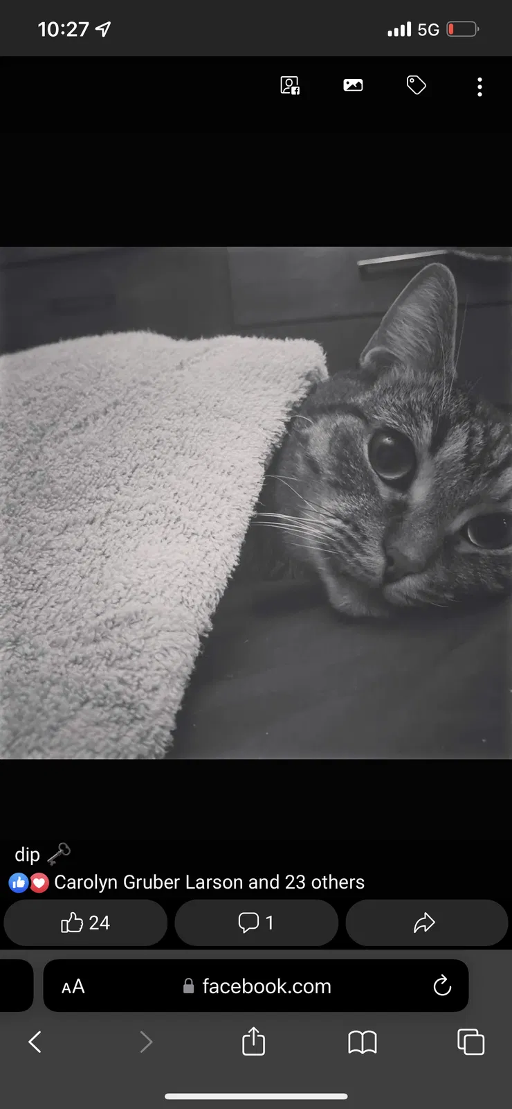 Lost cat in Powder Springs, GA, 30127