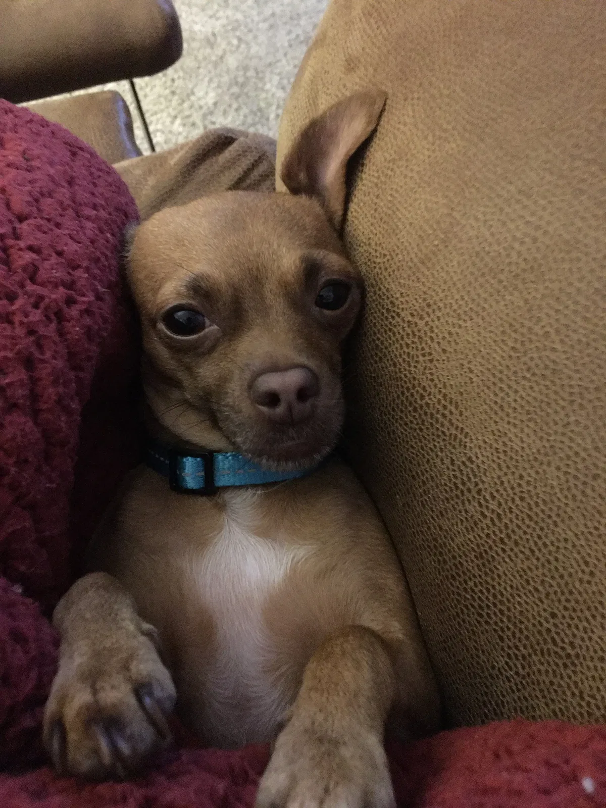 Lost dog in Hickory, NC, 28602