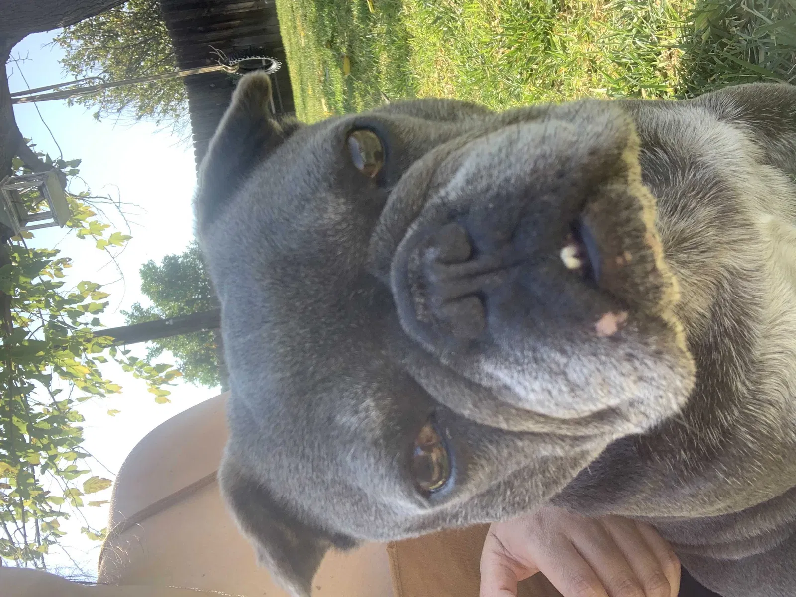 Lost dog in Riverside, CA, 92501
