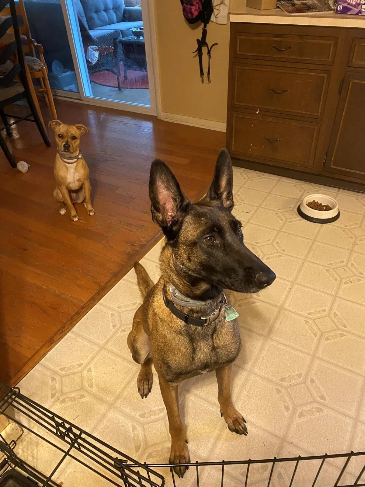Lost dog in Keeling, VA, 24566