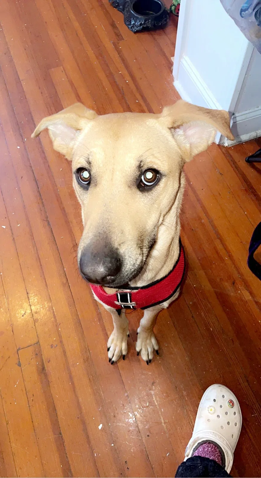 Lost dog in Winston Salem, NC, 27127