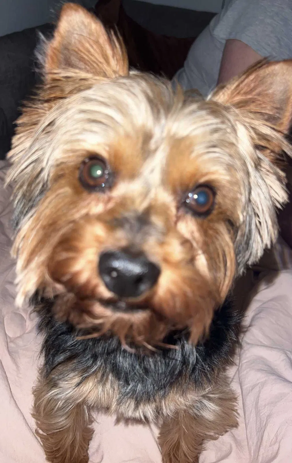 Lost dog in Opelousas, LA, 70570