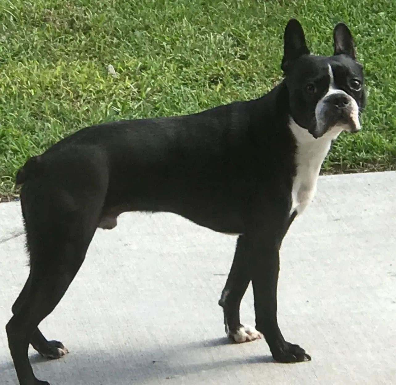 Lost dog in Metairie, LA, 70001