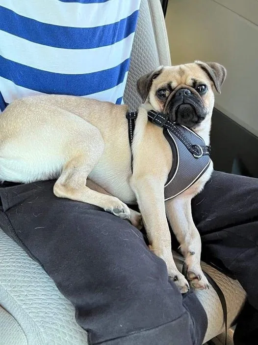 Lost dog in Hazleton, PA, 18202