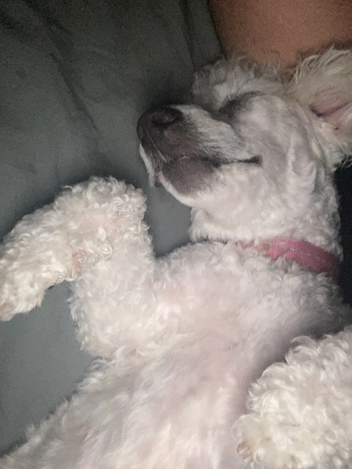 Lost dog in Kansas City, KS, 66104