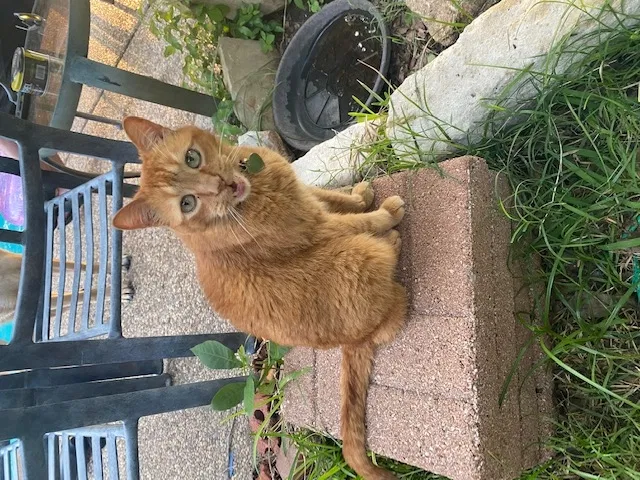 Lost cat in Rowlett, TX, 75088