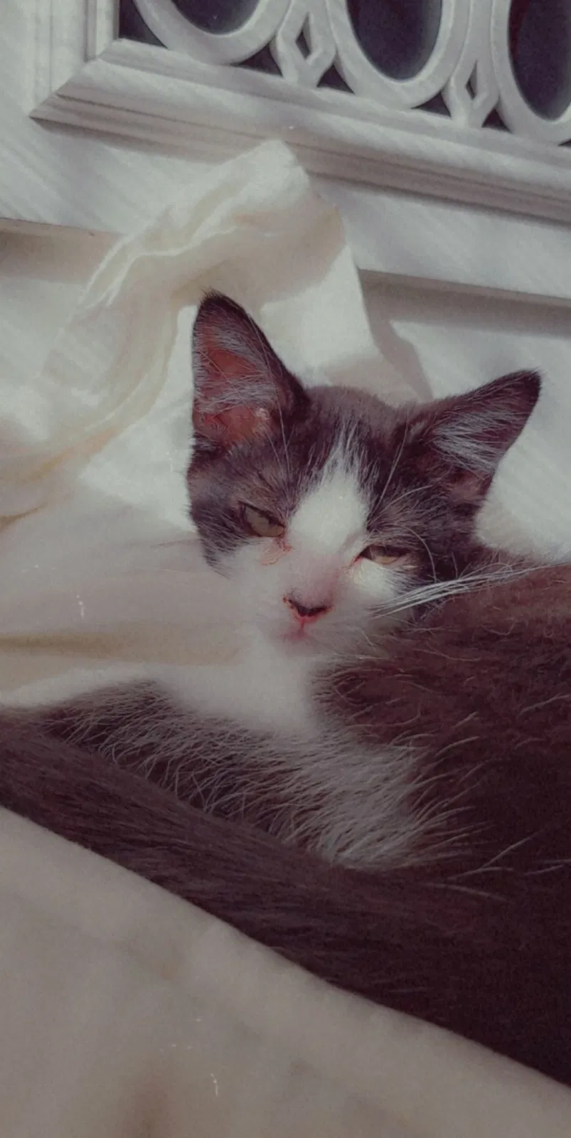 Lost cat in Amarillo, TX, 79106