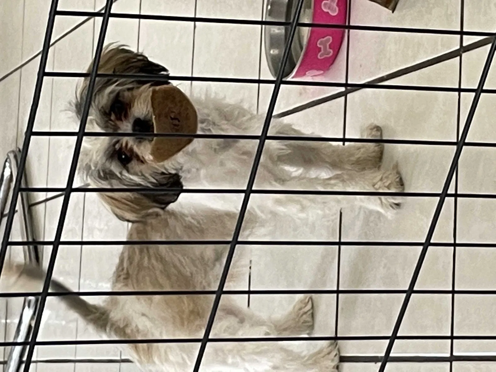 Lost dog in El Paso, TX, 79936