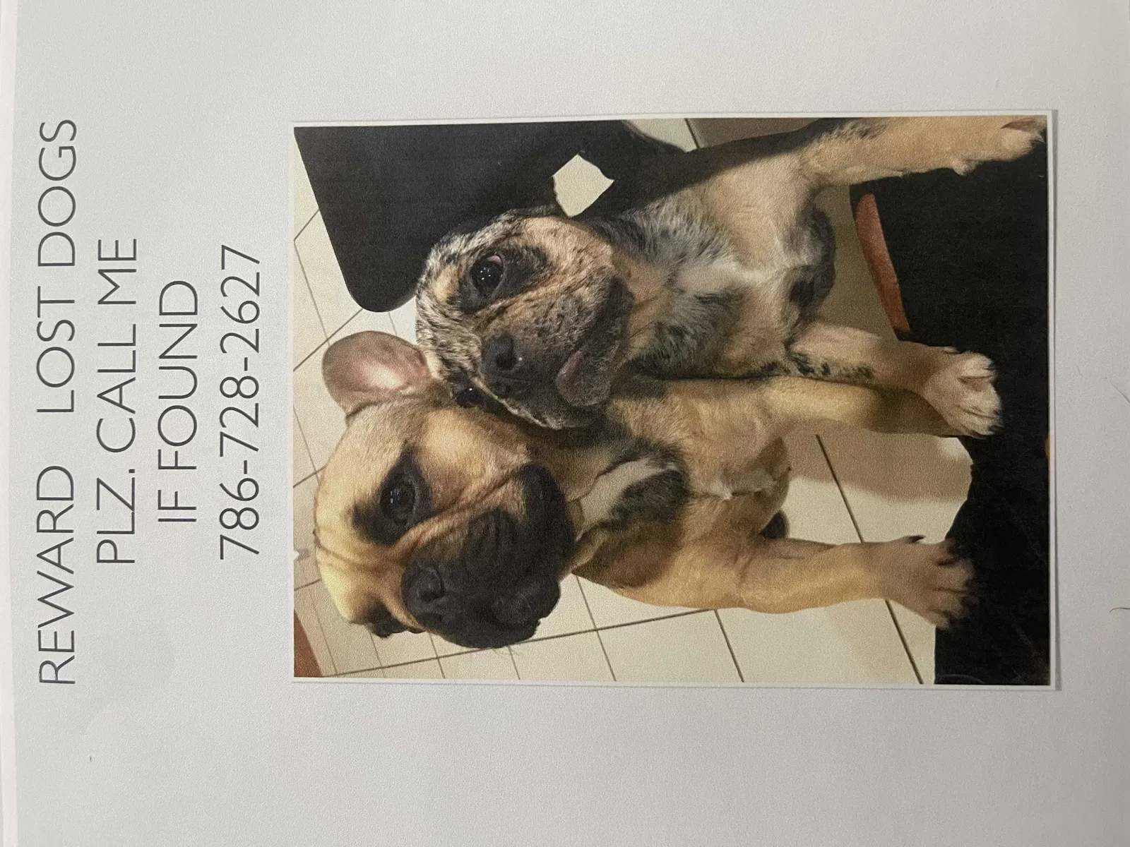Lost dog in Homestead, FL, 33034